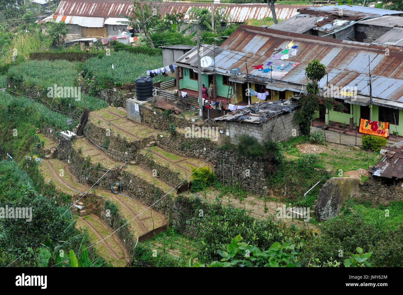 Tea Estate Arbeiterwohnungen, Sri Lanka Stockfoto