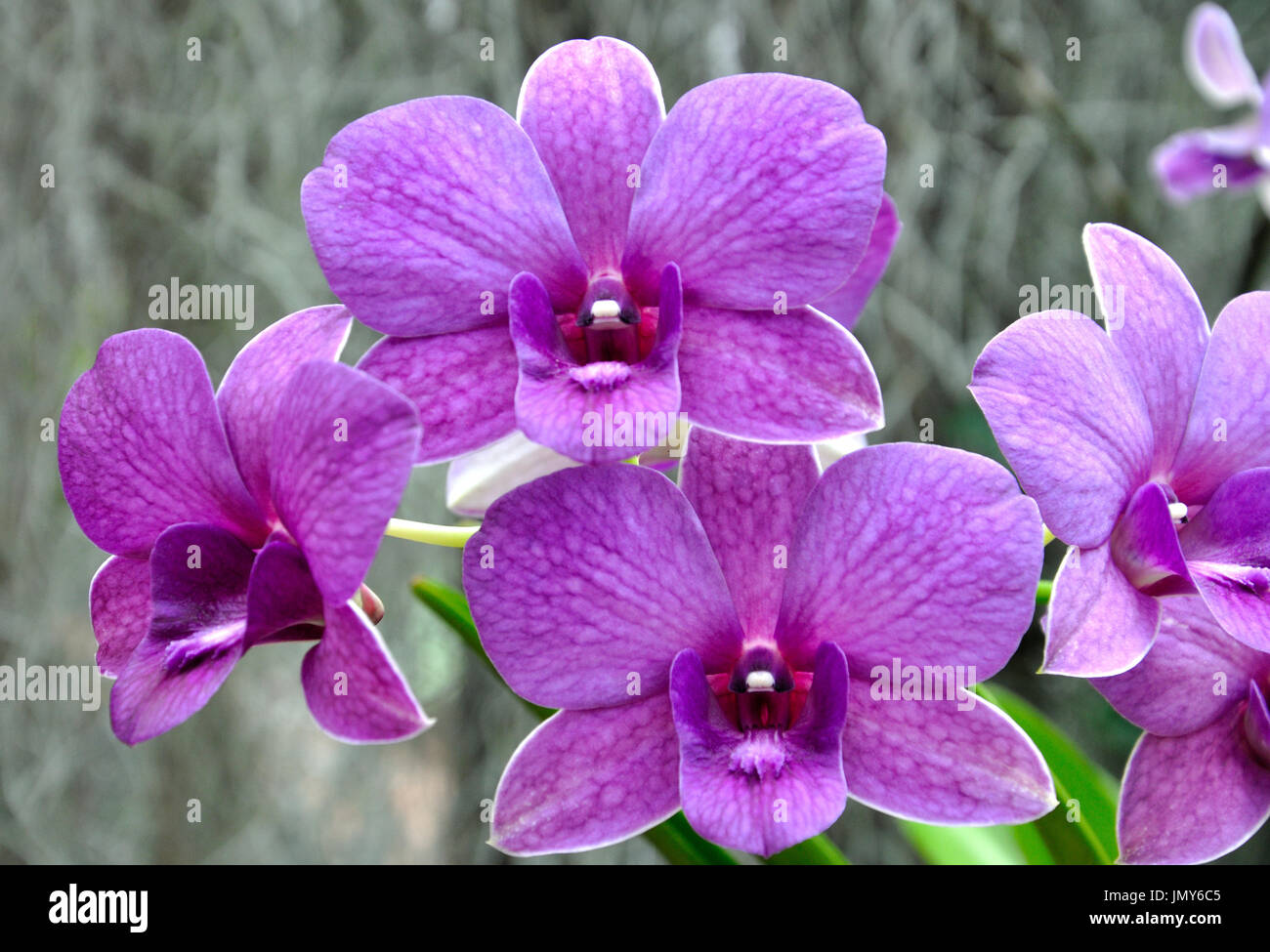 Phalaenopsis (Nachtfalter-Orchidee) in Peradeniya Botanical Gardens, Sri Lanka Stockfoto
