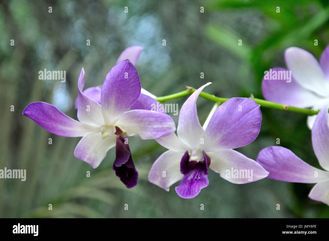 Phalaenopsis (Nachtfalter-Orchidee) in Peradeniya Botanical Gardens, Sri Lanka Stockfoto