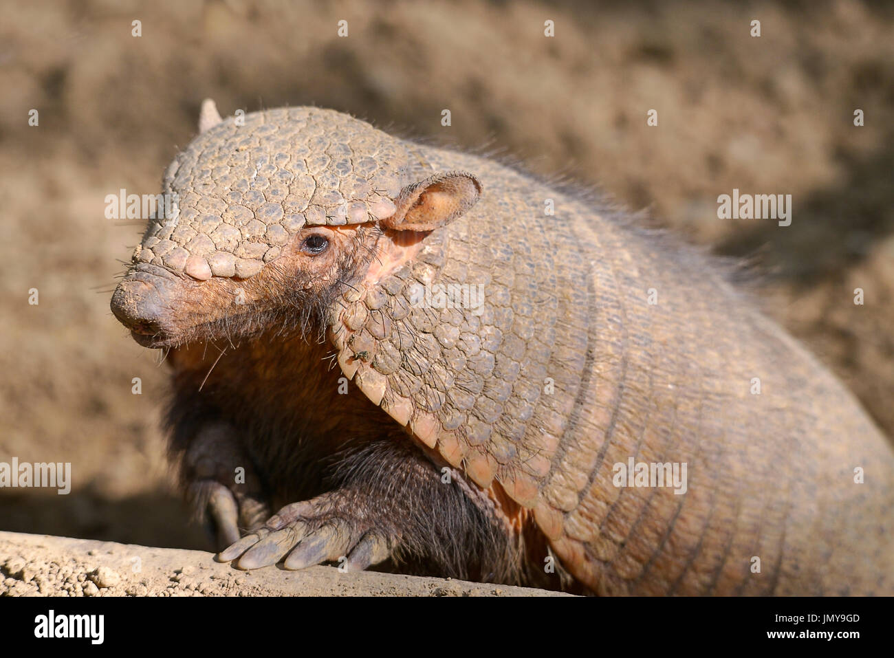 Closeup große behaarte Gürteltier oder große behaarte Gürteltier (Chaetophractus Villosus) Stockfoto