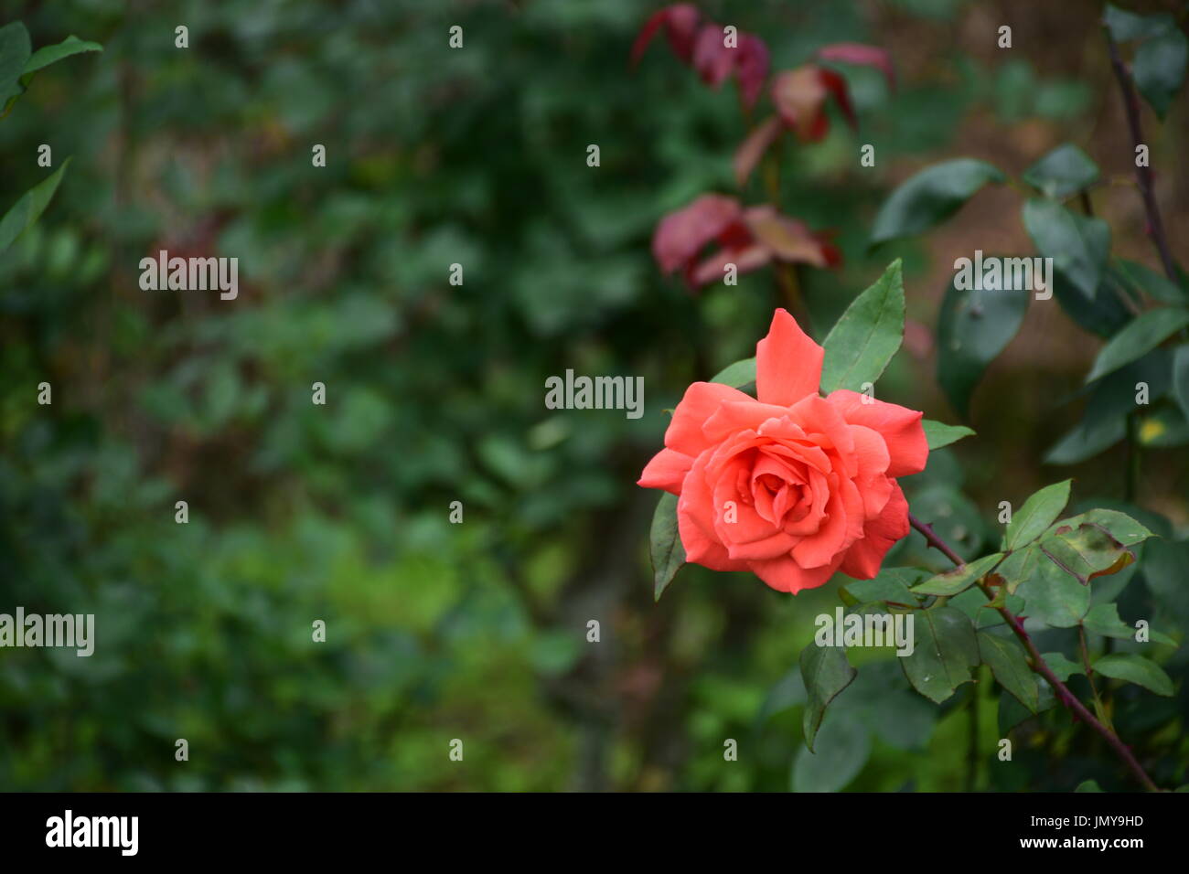 ROse für die Liebe - Liebe zur ROse Stockfoto