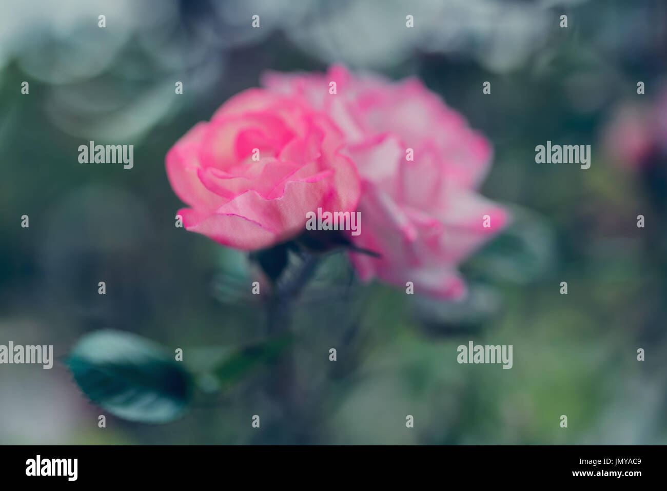 Kunst Hintergrund-Rose im Garten unscharf Hintergrund. Outdoor-Natur bokeh Stockfoto