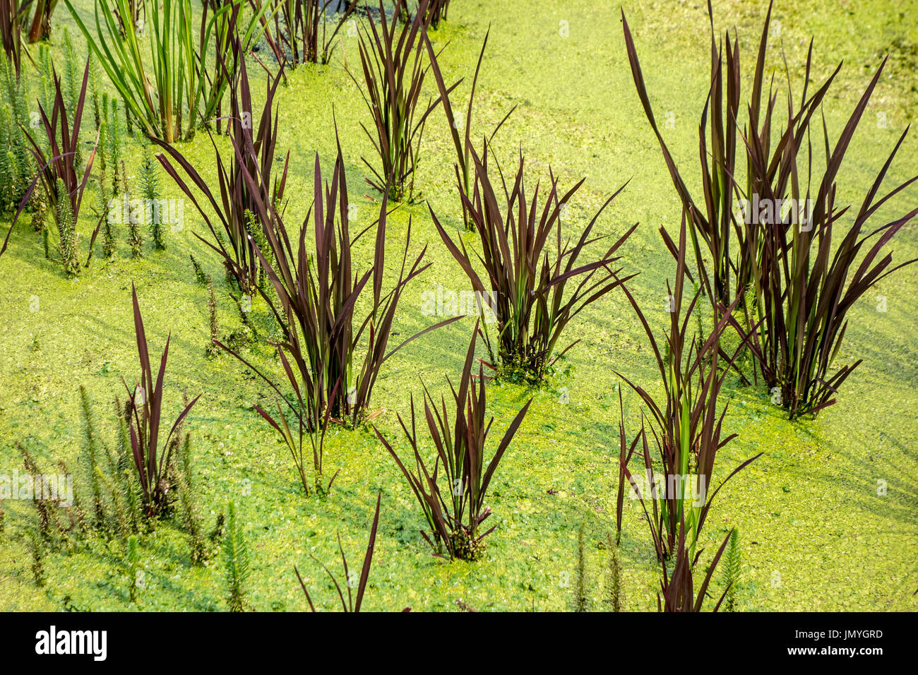 Rot-leaved Form von Reis (Oryza Sativa) bekannt als Red Dragon wachsen im Wasser Reisfeld Stockfoto