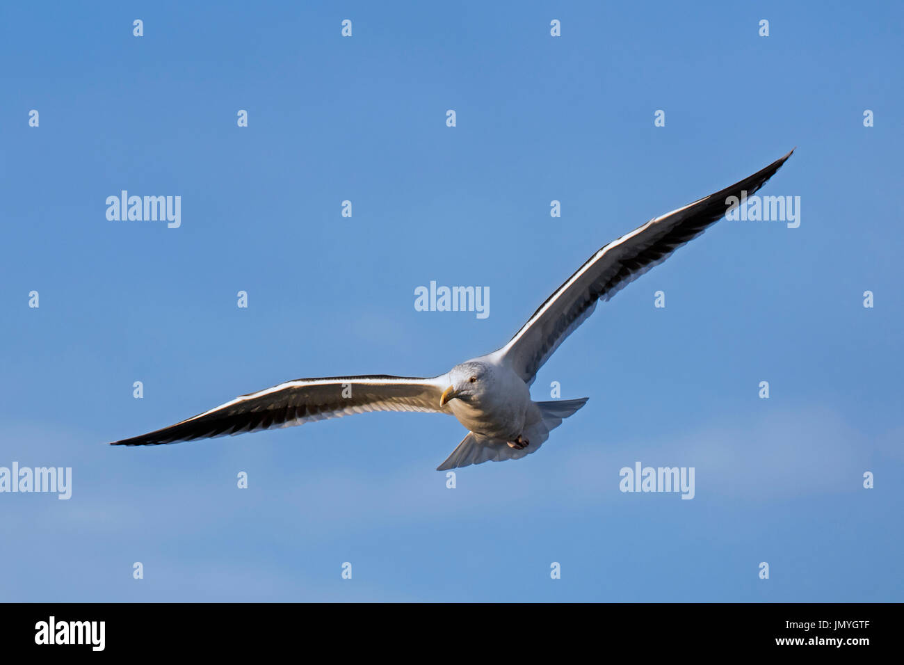 Große schwarz-unterstützte Möve / mehr Black-backed Gull (Larus Marinus) im Flug gegen blauen Himmel Stockfoto