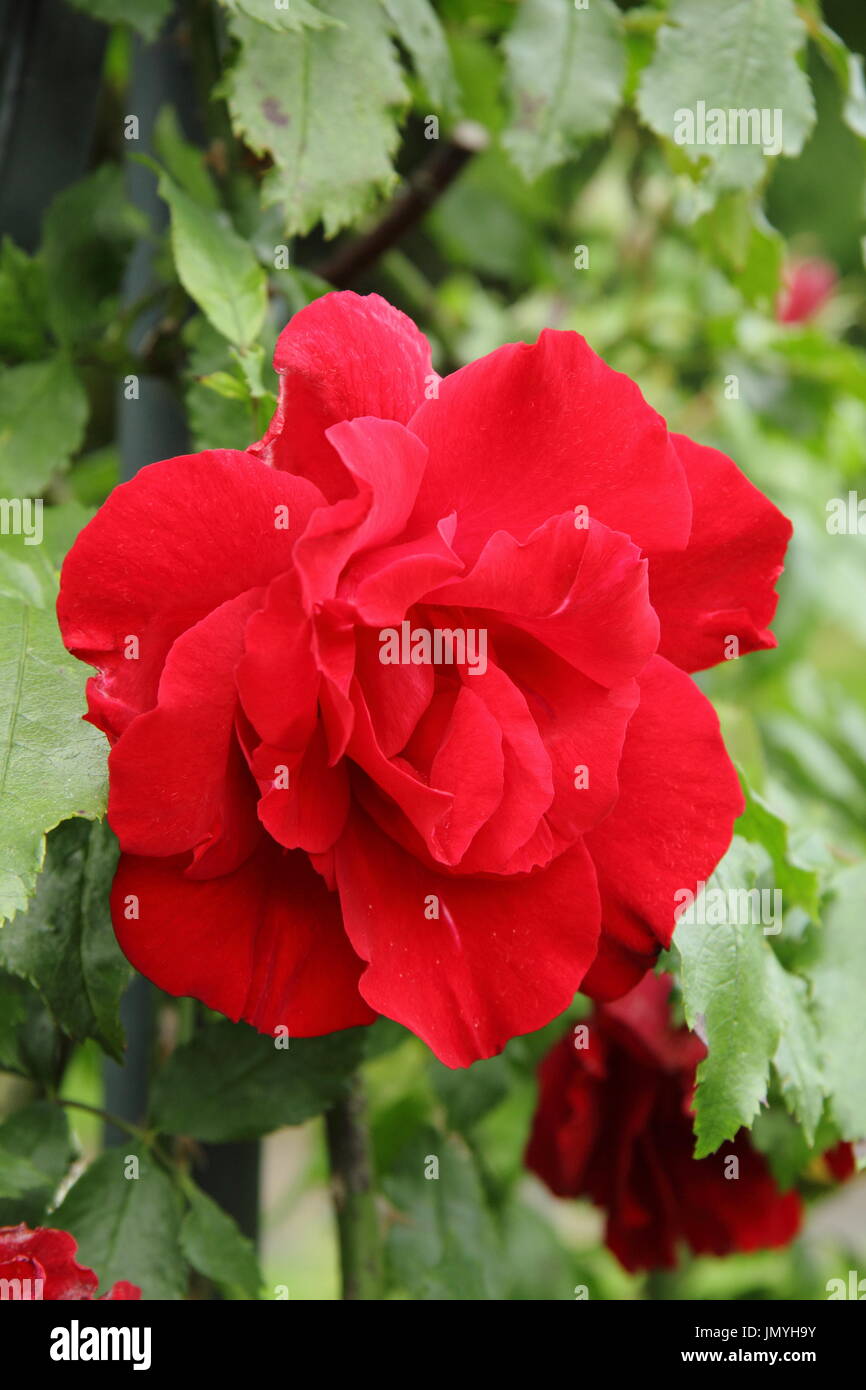 Rosa Purpur DISKANT, eine Wiederholung Blüte Klettern stieg in voller Blüte in einem englischen Garten im Sommer (Juni) UK Stockfoto