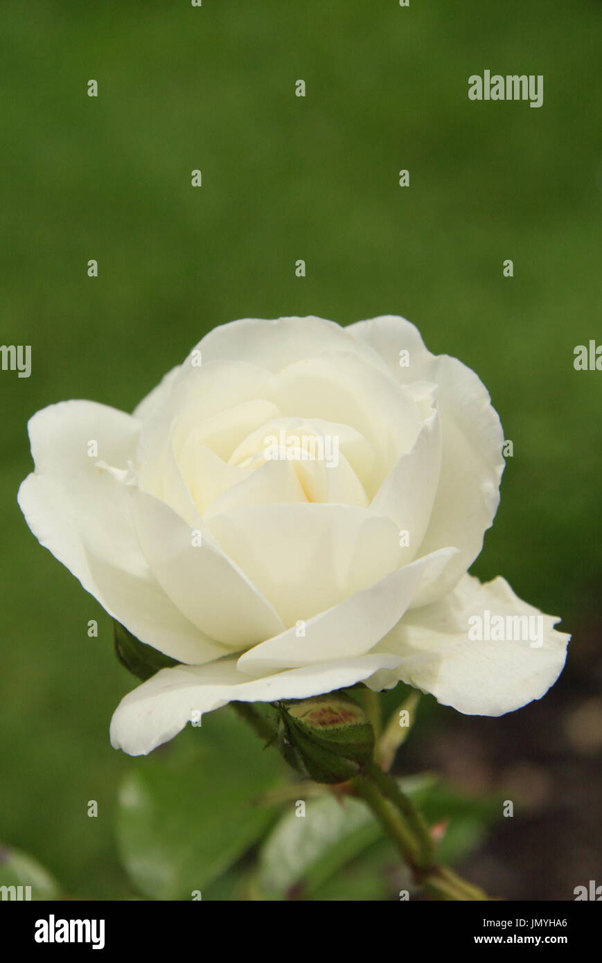 Rosa 'Iceberg', ein Klettern Floribunda Rose, blüht in einem englischen Garten im Sommer (Juni) Stockfoto