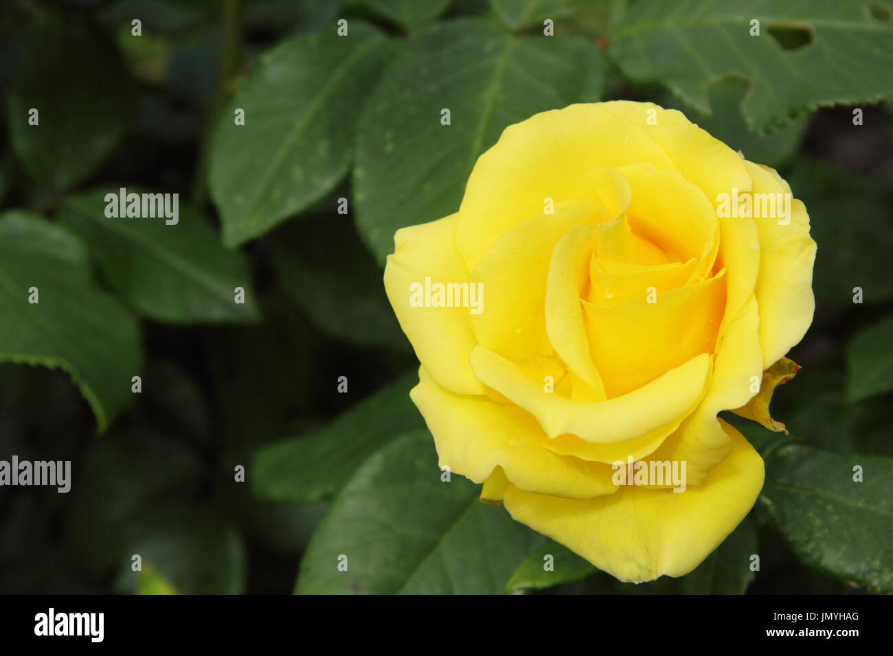 Rosa 'Freiheit' stieg in voller Blüte an der Grenze von einem englischen Garten im Sommer, Juni Stockfoto