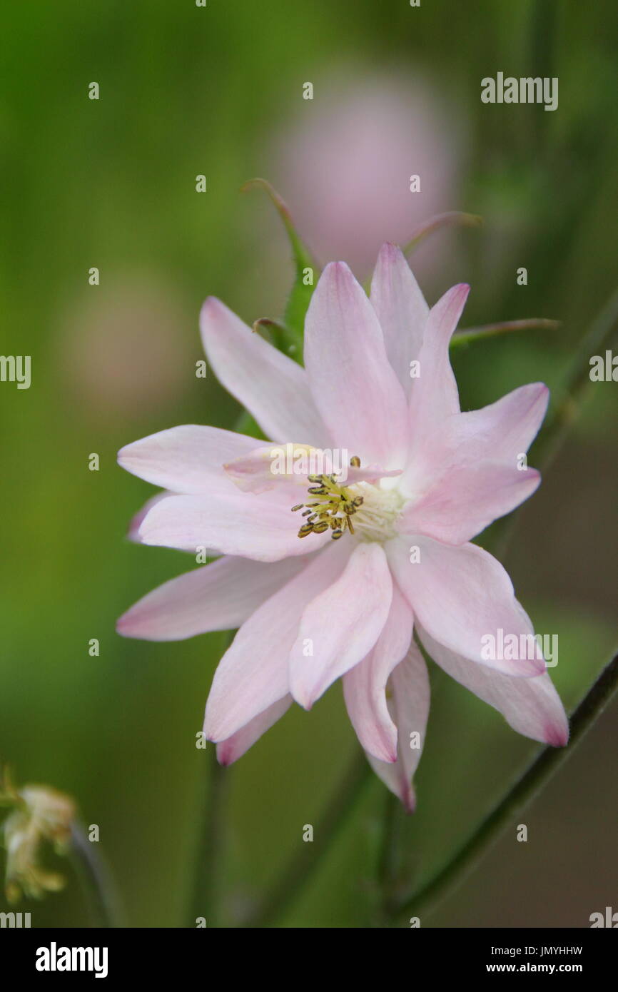 Aquilegia Vulgaris, ein selbst Aussaat ausdauernde Sommerblume, genannt auch "Columbine" oder Omas Motorhaube, an der Grenze von einem englischen Garten blühen Stockfoto