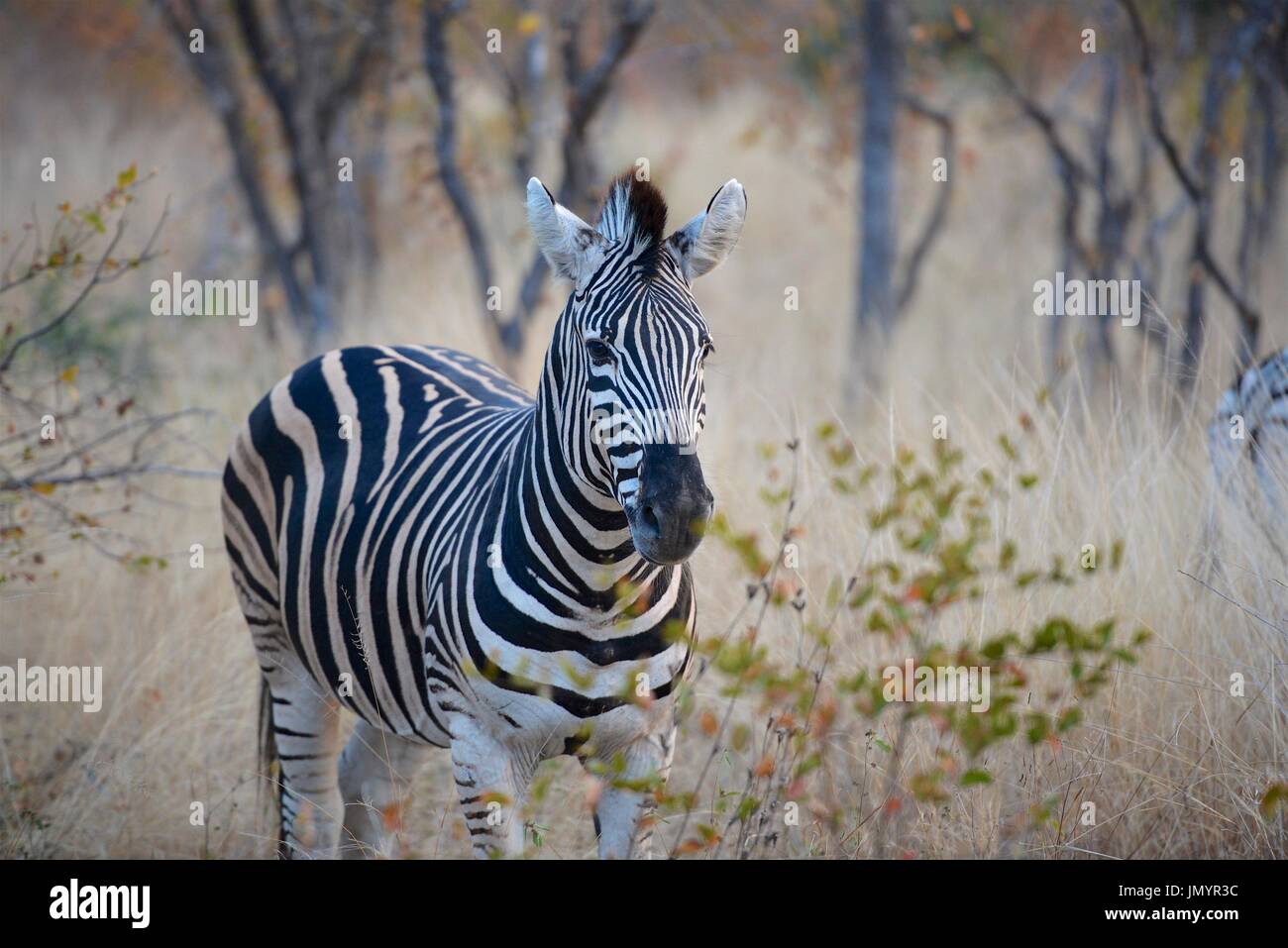 Faszinierende Zebras grasen die Savanne der Serengeti Nationalpark in Tansania. Stockfoto