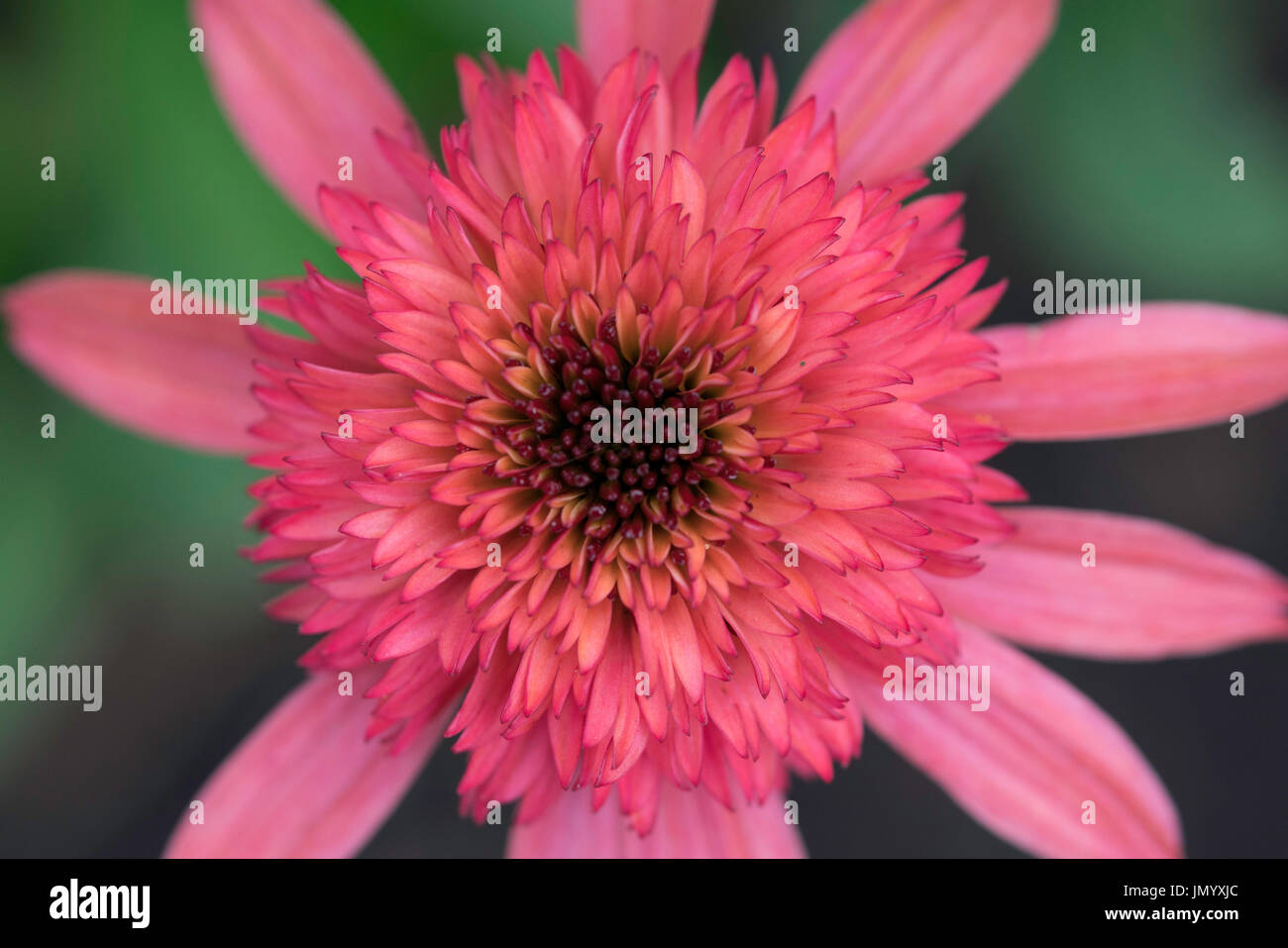 Flower-Power Stockfoto