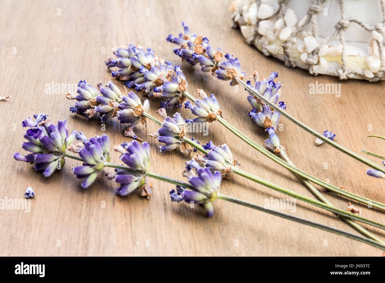 Anzeige der getrockneten Lavendel mit einer Muschel-Ornament im Hintergrund auf einem Leuchttisch Eiche Holz Stockfoto