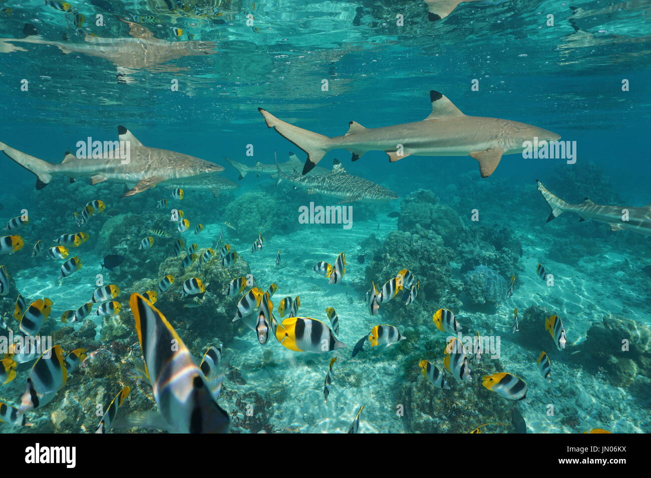 Schwarzspitzen Riff-Haie mit einen Fischschwarm tropischen Pazifik Doppel-Sattel Butterflyfish unter Wasser in einer Lagune, Süd-Pazifik, Französisch-Polynesien Stockfoto