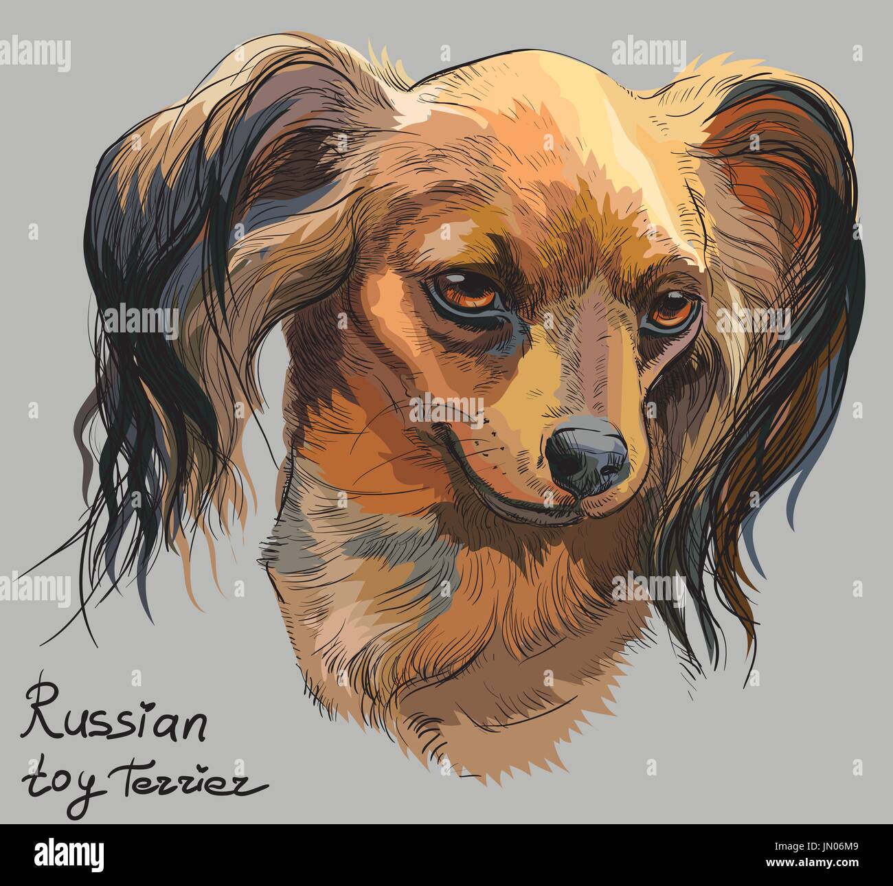 Vektor bunte Umriss Porträt des russischen langhaarigen Toy Terrier, hand Zeichnung Illustration auf grauem Hintergrund Stock Vektor