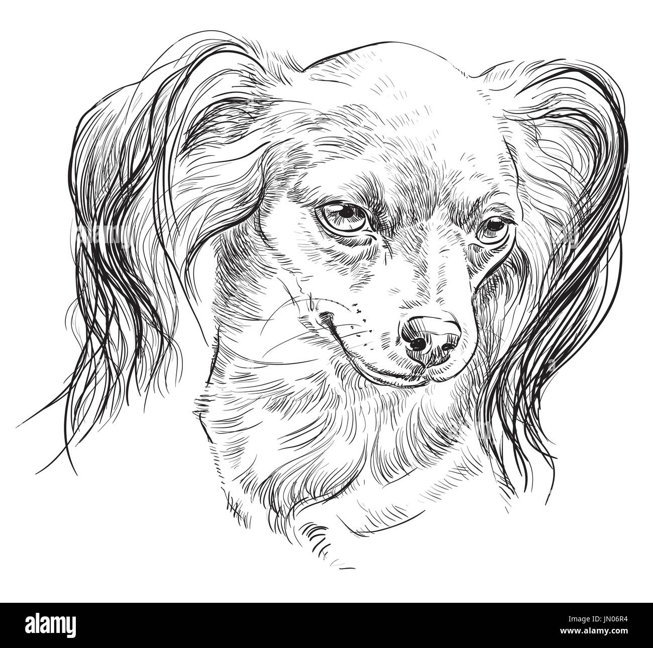 Vektor Umriss Porträt des russischen langhaarigen Toy Terrier in schwarzer Farbe hand Zeichnung Illustration auf weißem Hintergrund Stock Vektor