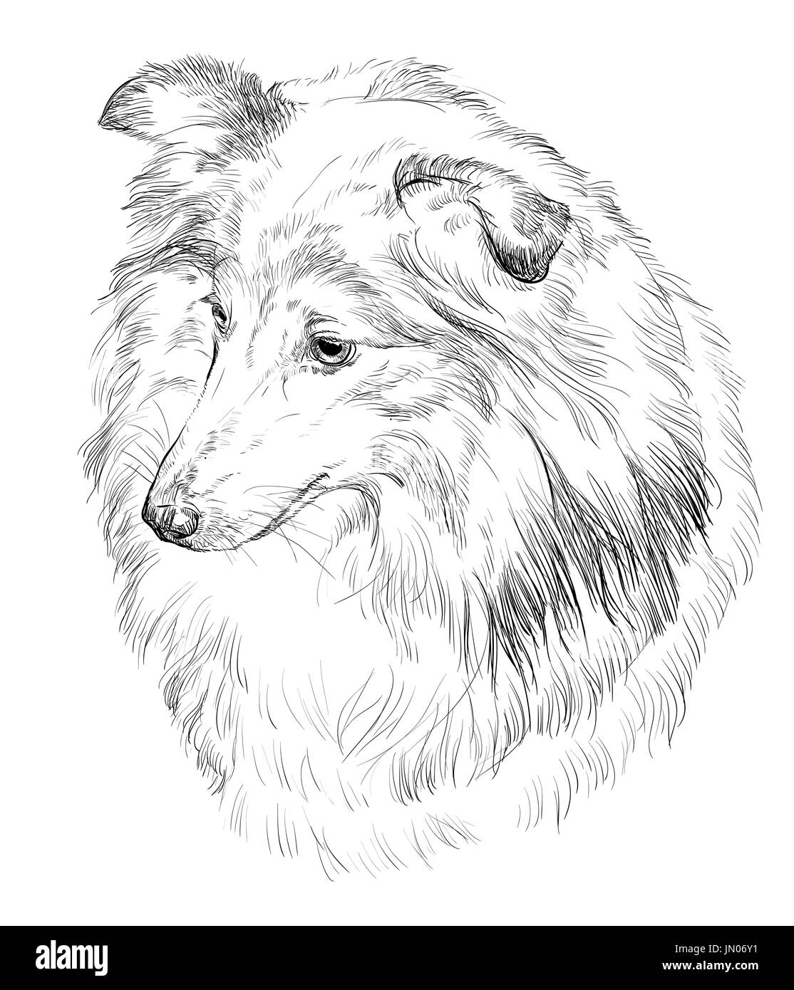 Vektor Gliederung Porträt der Sheltie (Shetland Sheepdog) in schwarzer Farbe Handzeichnung Illustration auf weißem Hintergrund Stock Vektor