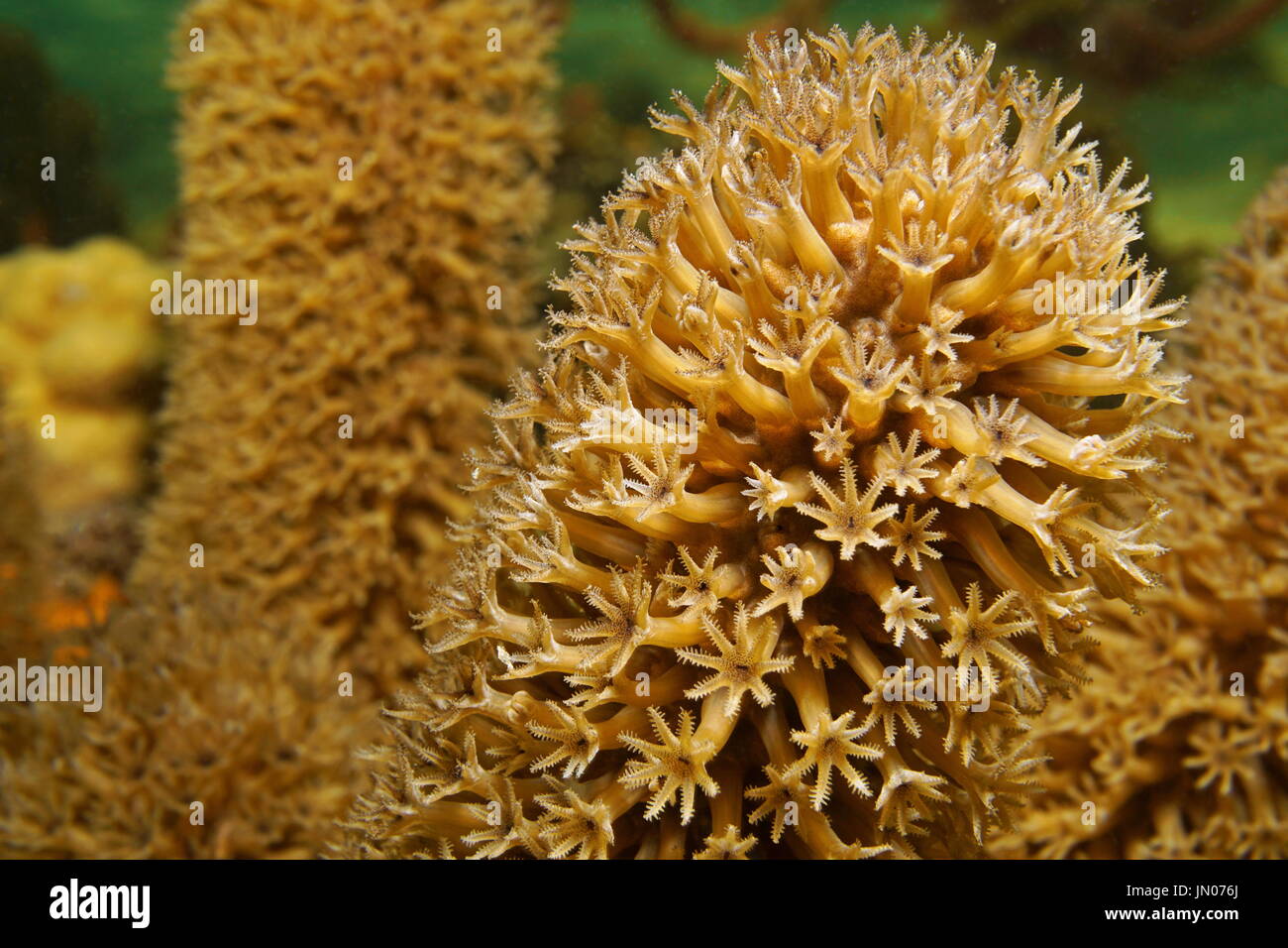 Weiche Korallenpolypen Makro Plexaurella Schlitz Pore Meer Stab Gorgonien Nelkenkorallen, Unterwasser in der Karibik Stockfoto