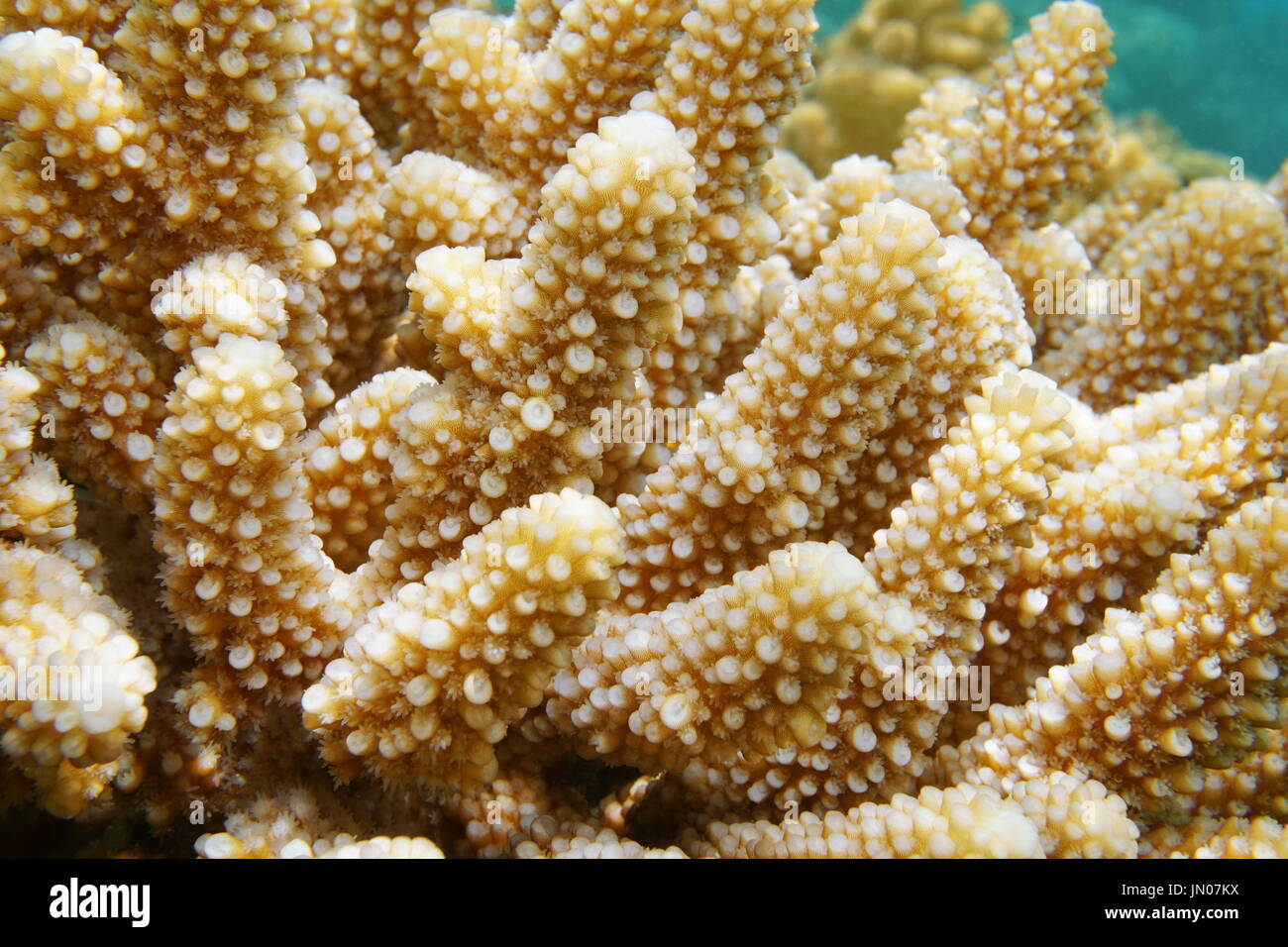 Nahaufnahme der Finger Koralle Acropora Humilis, unter Wasser in der Lagune von Bora Bora, Süd-Pazifik, Französisch-Polynesien Stockfoto