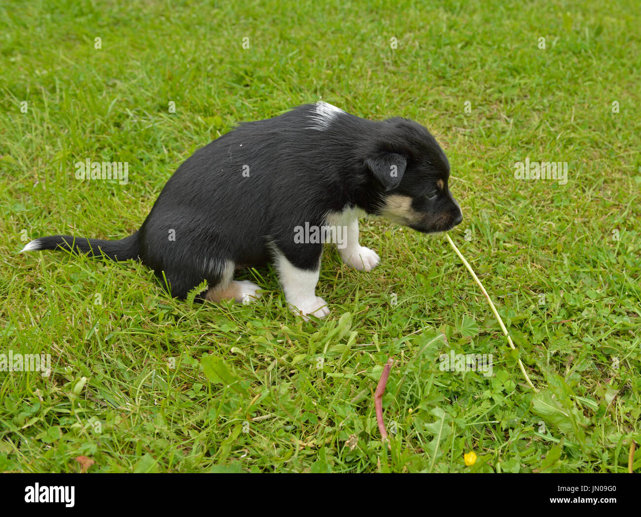 Lappland Rentier Hund, Rentierzüchter, Lapinporokoira (Finnisch), Lapsk Wallhund (Schwedisch). Welpen spielen mit Löwenzahn Stockfoto