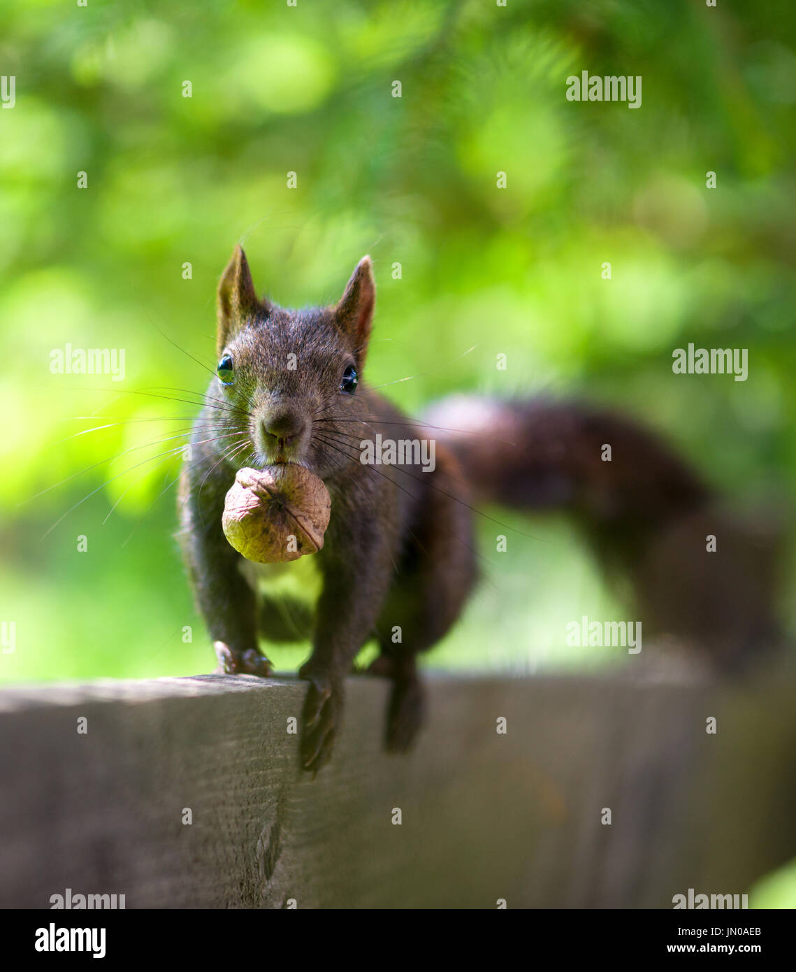 schwarzen Eichhörnchen mit einer Nuss im Schnabel auf einem Zaun Stockfoto