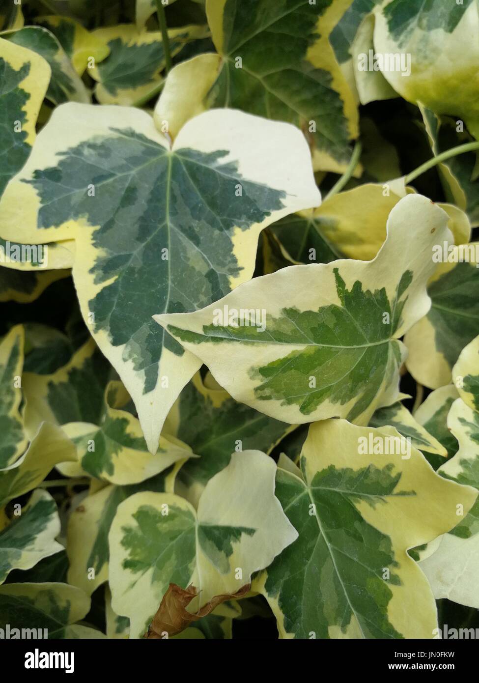 Bunte Efeu im Garten Stockfoto