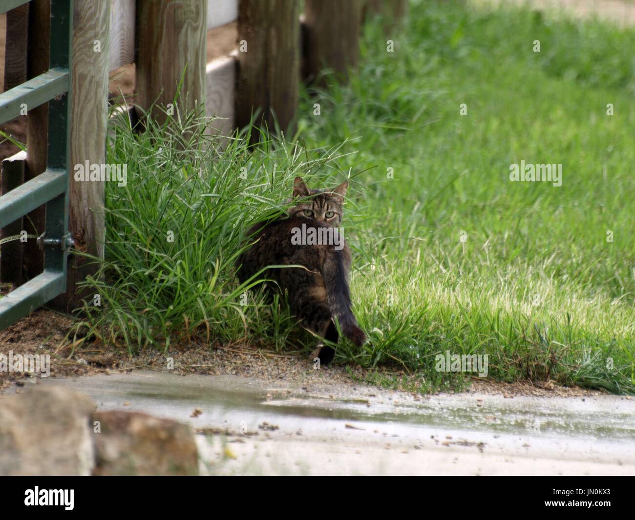 Scheune Katze Gras hölzernen Zaun entlang wandern Stockfoto