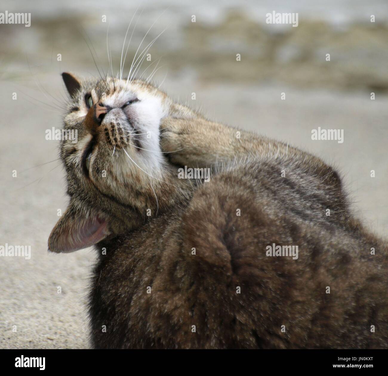Braun und schwarz gestreiften Scheune Katze kratzen Kinn Stockfoto