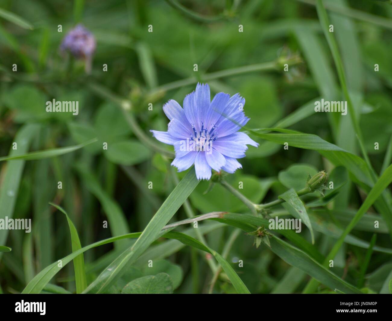 Lila Blumen Unkraut mit grünem Laub im Hintergrund Stockfoto