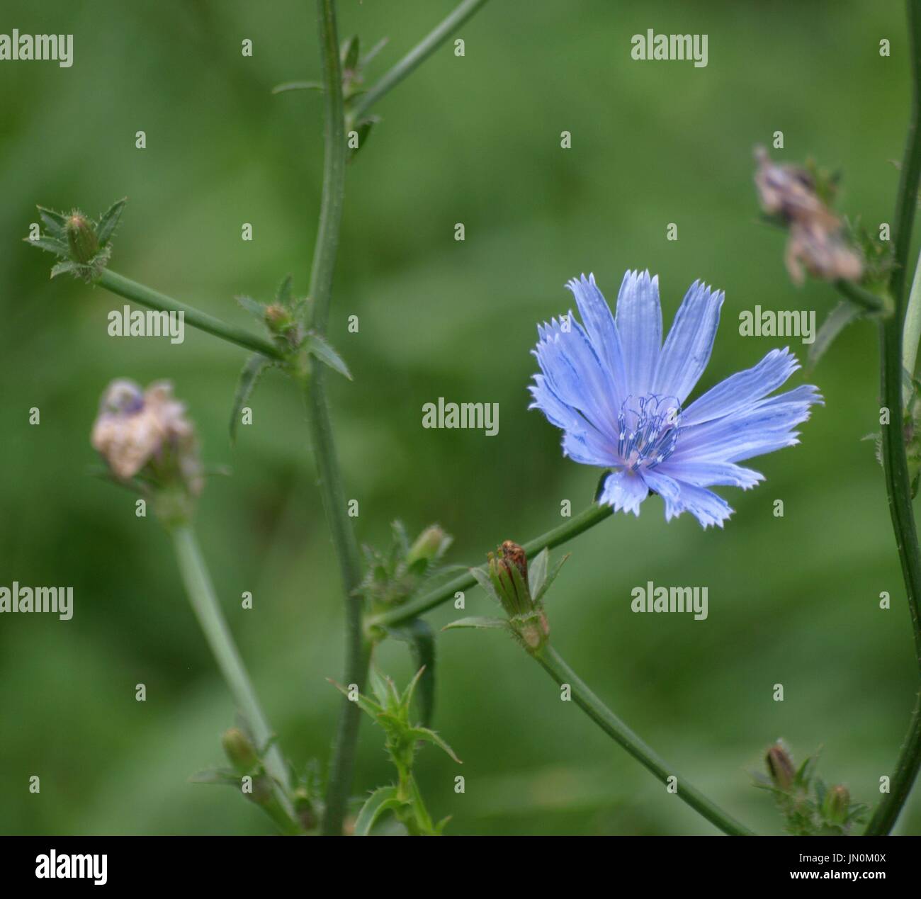 Lila Blumen Unkraut mit grünem Laub im Hintergrund Stockfoto