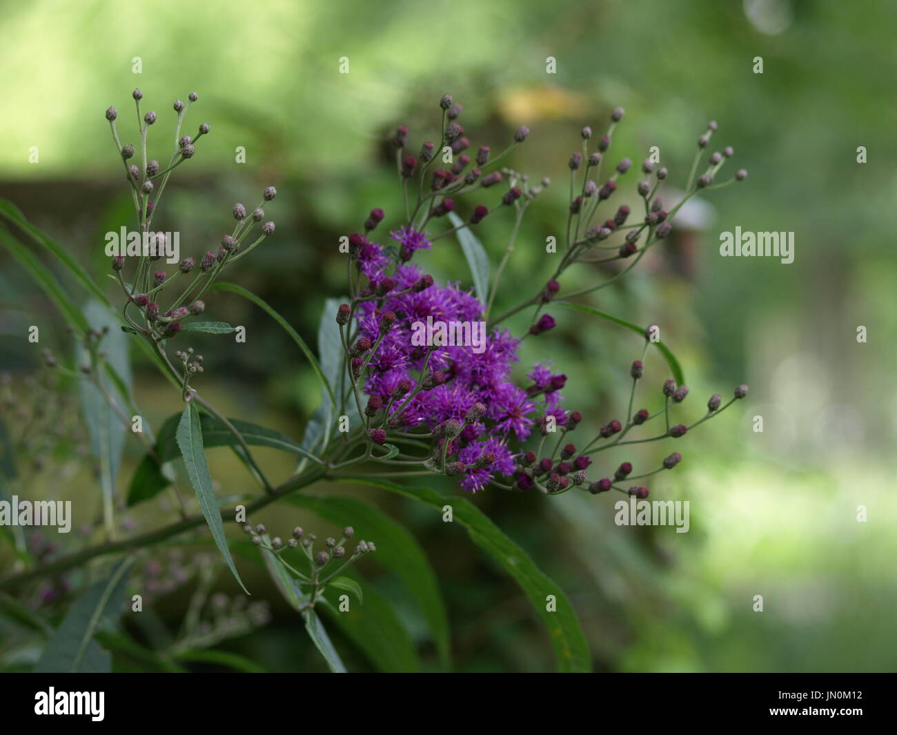 Lila Blumen Unkraut mit grünem Laub im Hintergrund Stockfoto