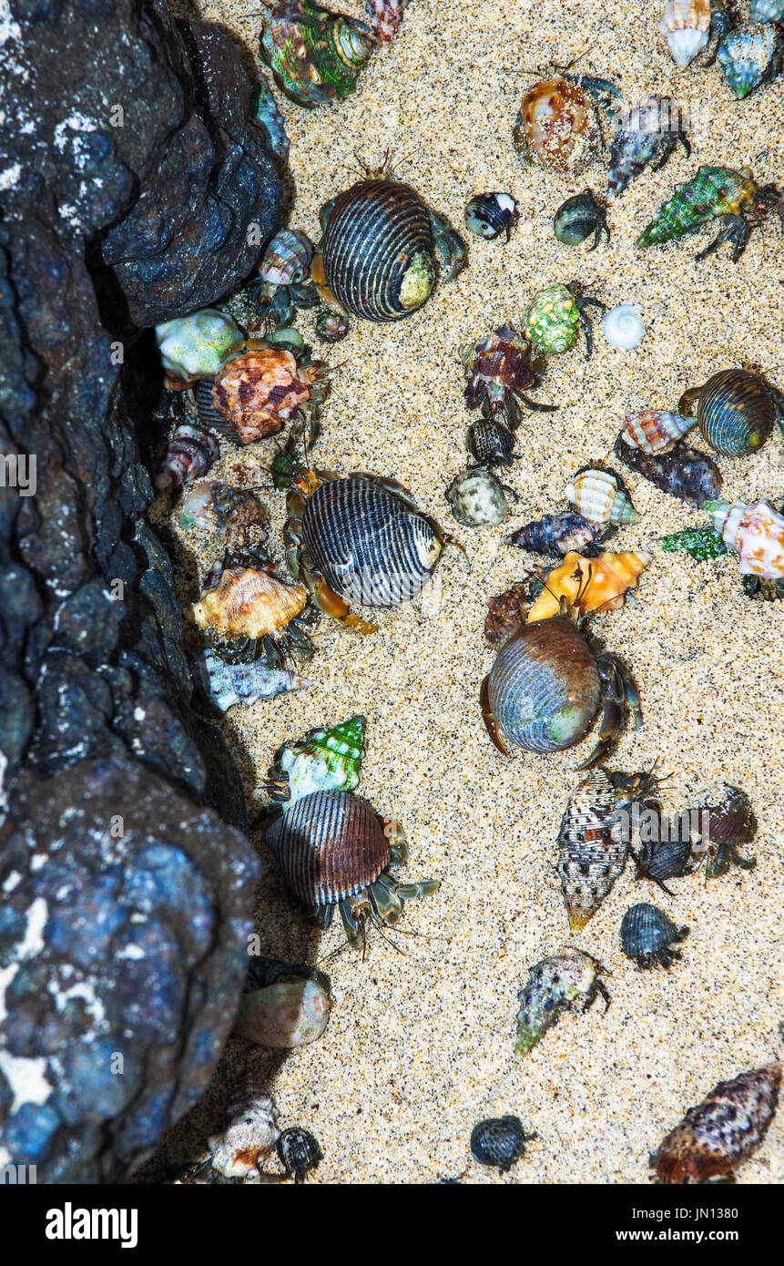 Bild der Einsiedlerkrebse an einem Strand auf der Insel Coiba national Naturpark in Panama Stockfoto