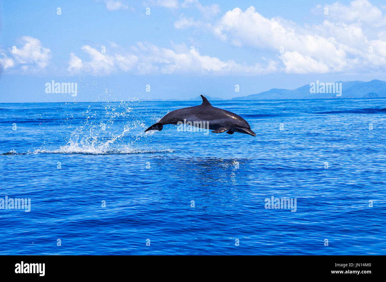 Tümmler springen aus dem Blau Wasser im Pazifischen Ozean vor Coiba Insel in Panama Stockfoto