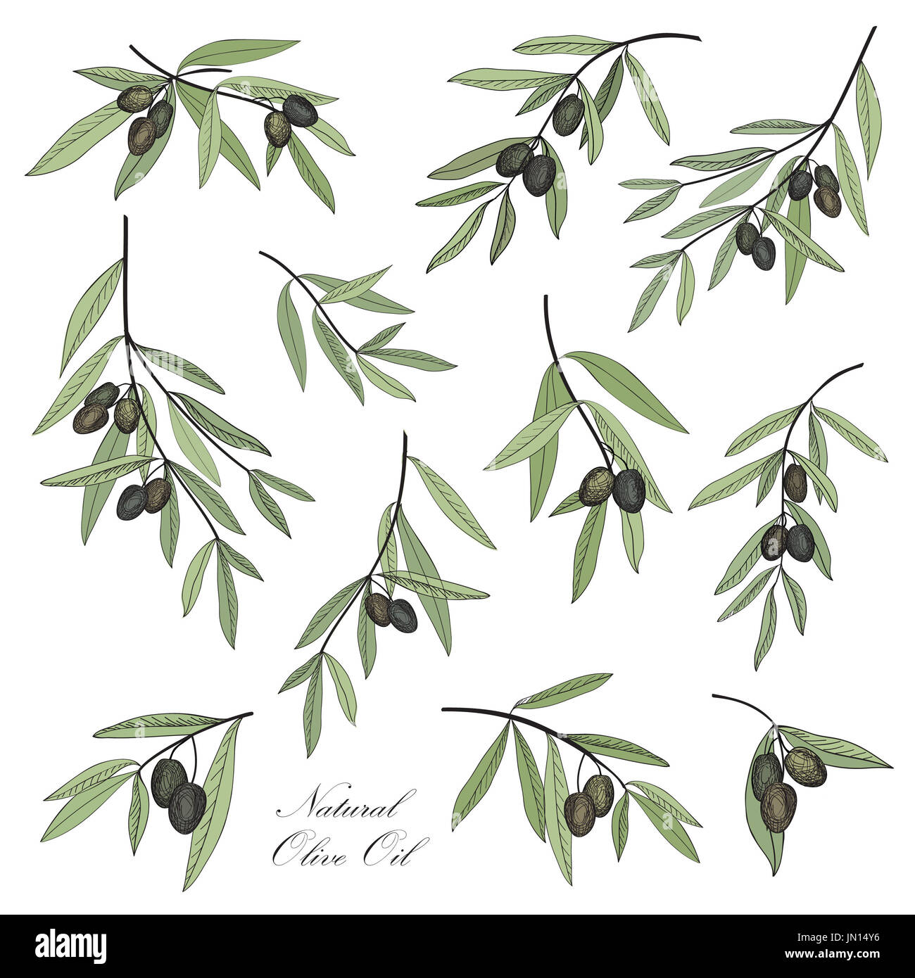 Olivenzweig Gemalt Oliven Legen Olivenzweig Mit Beeren