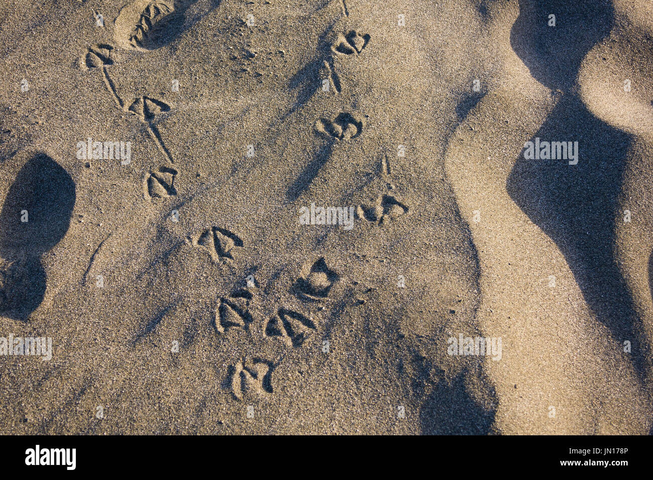 tierische Füße am Strandsand Impressum Stockfoto