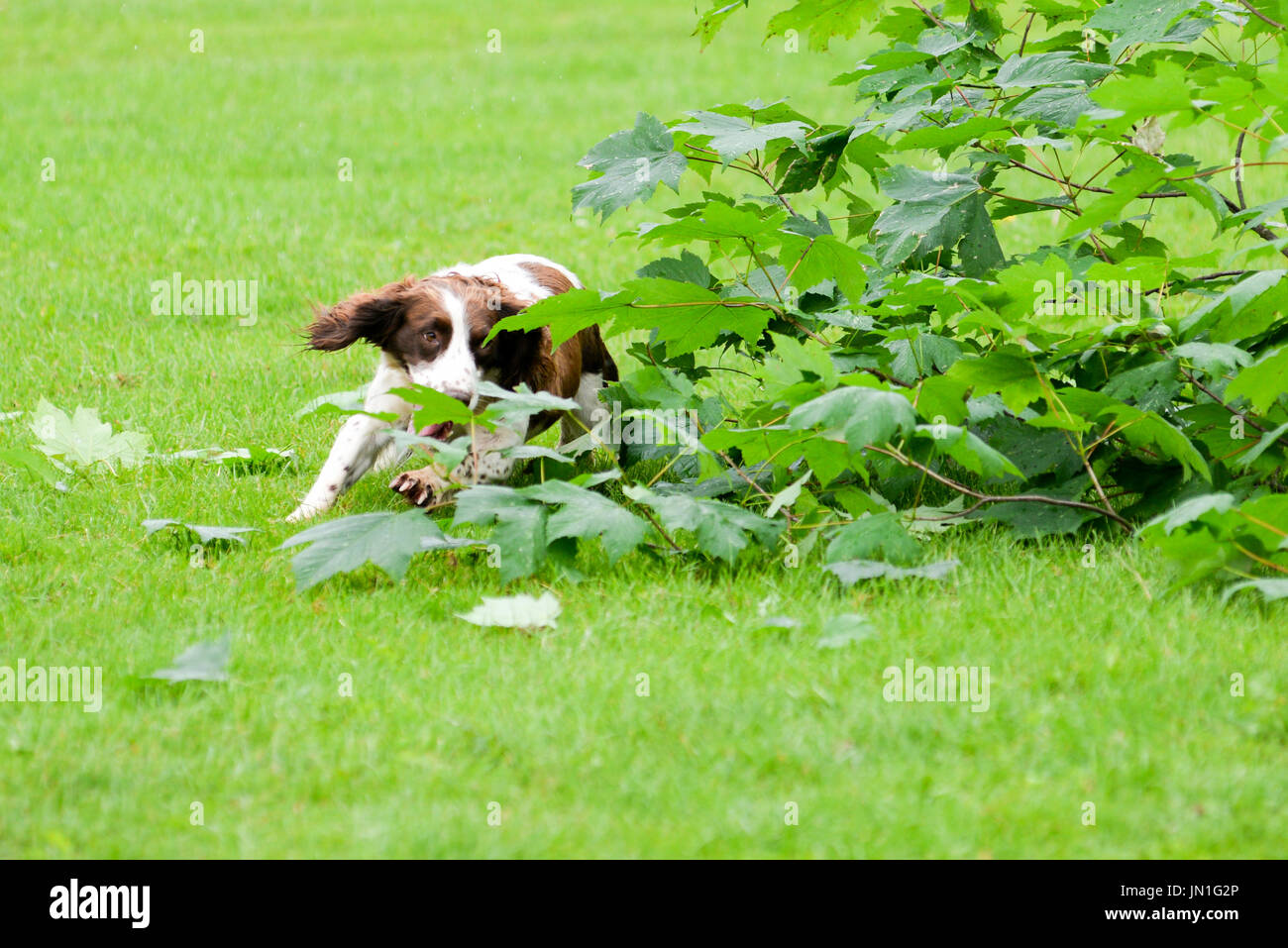 Spaniel tritt bei einem Gundog-Event auf einer Landesmesse in Hampshire, Großbritannien, an Stockfoto