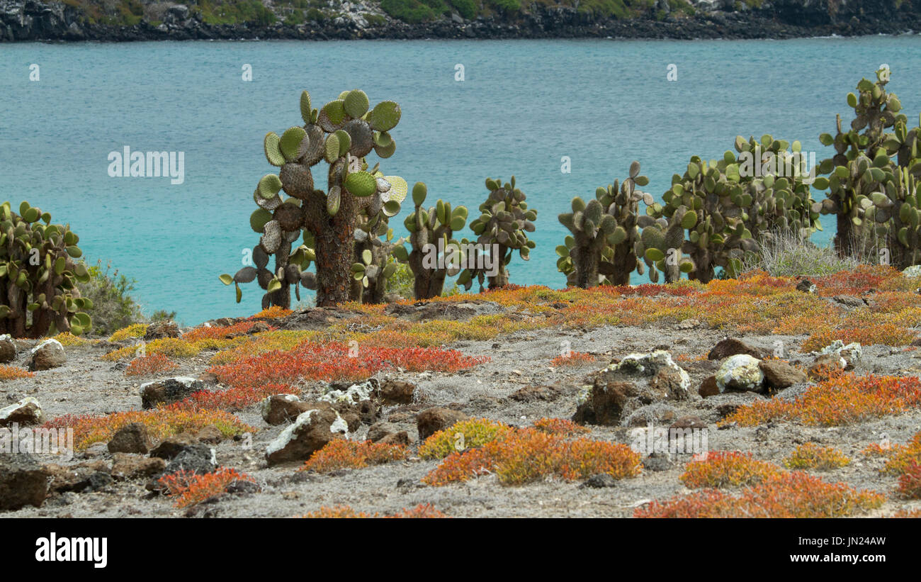 Galapagos Inseln Landschaft - Paisaje Islas Galápagos Stockfoto