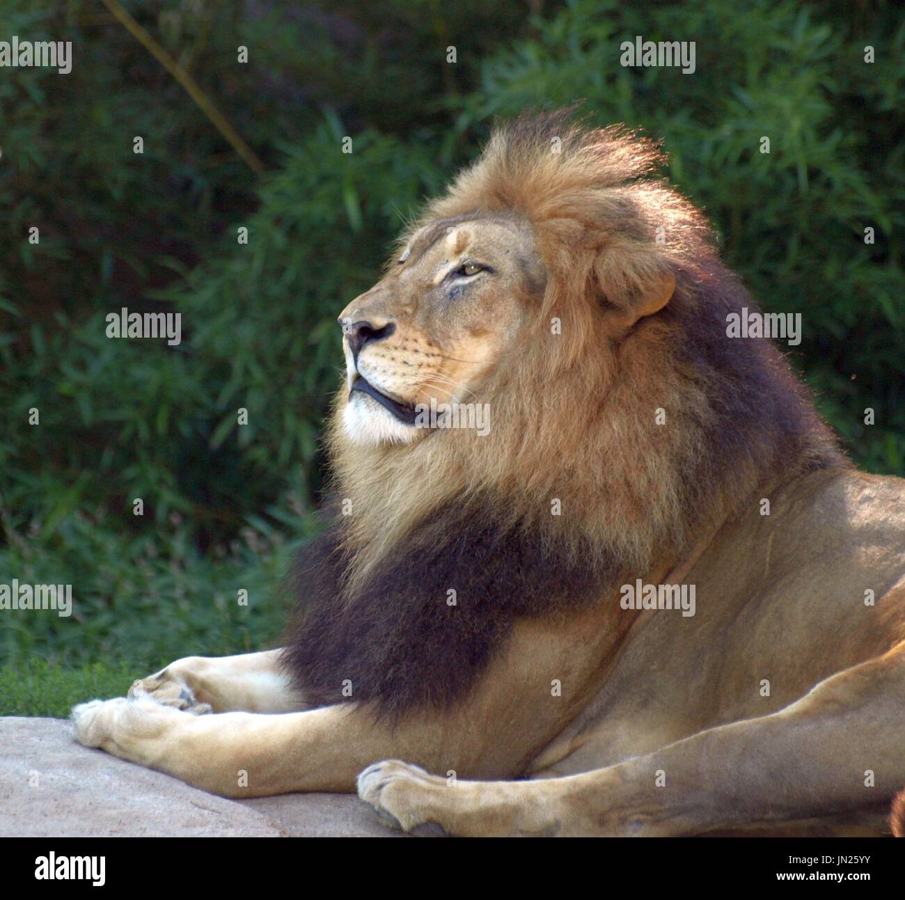 Majestätische männlichen Löwen auf Felsen entspannen, auf der Suche. Stockfoto