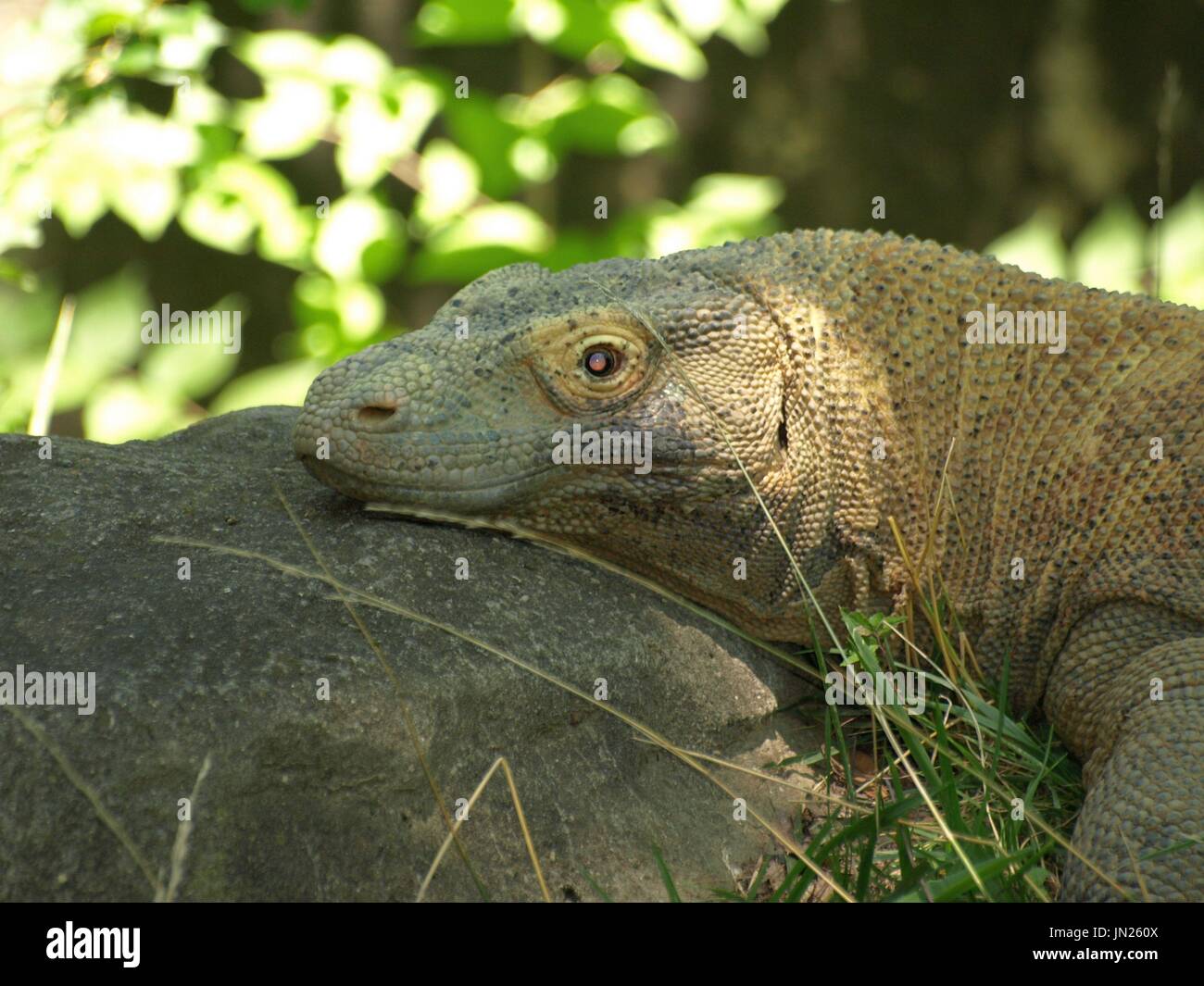 Komodo Dragon ruht auf Felsen Stockfoto