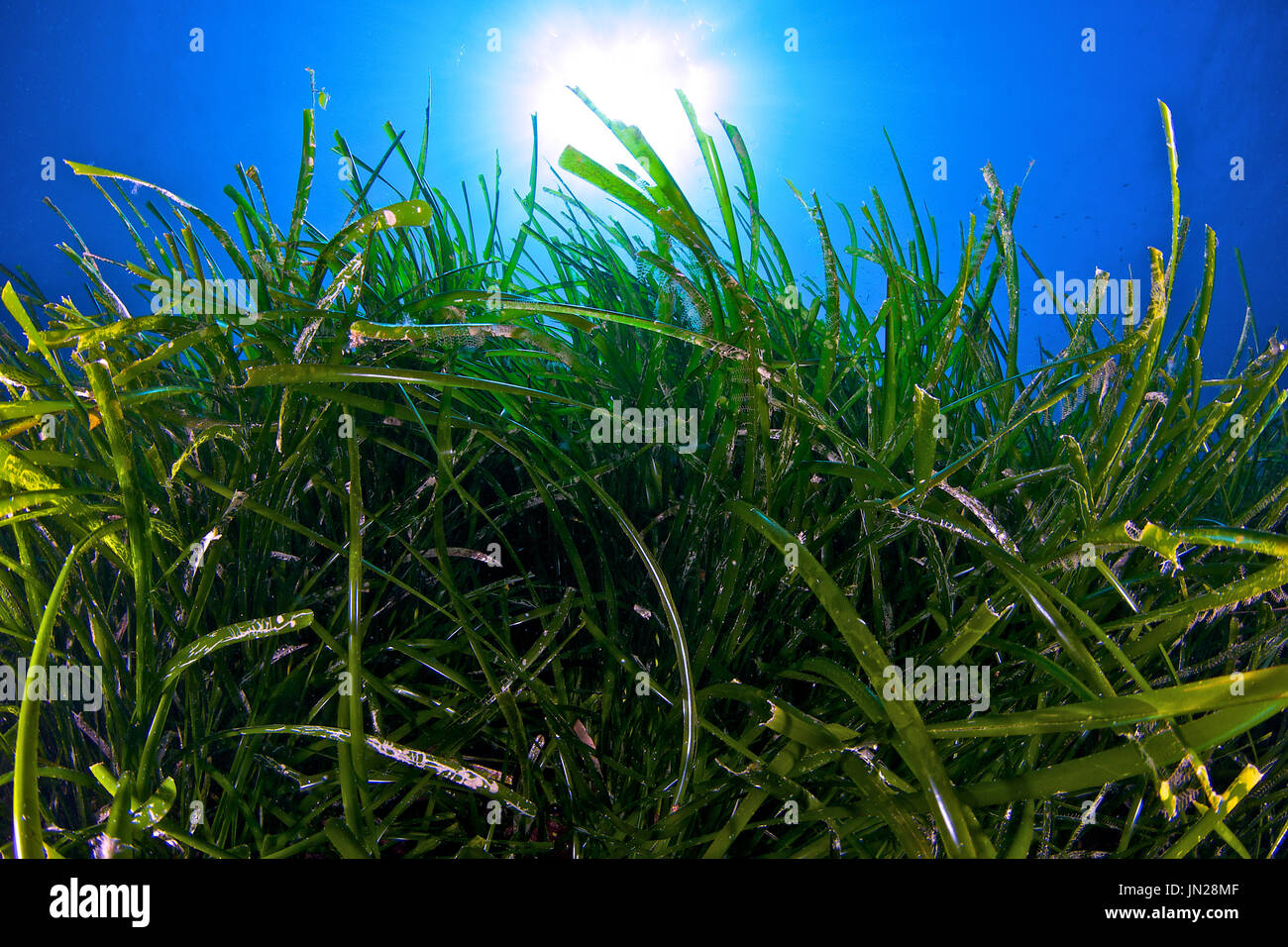 Unterwasserszene von neptun Seegras (Posidonia oceanica) Wiesen im Naturpark Ses Salines (Formentera, Balearen, Mittelmeer, Spanien) Stockfoto