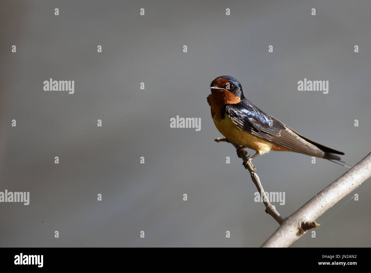 Rauchschwalbe thront auf Zweig Stockfoto