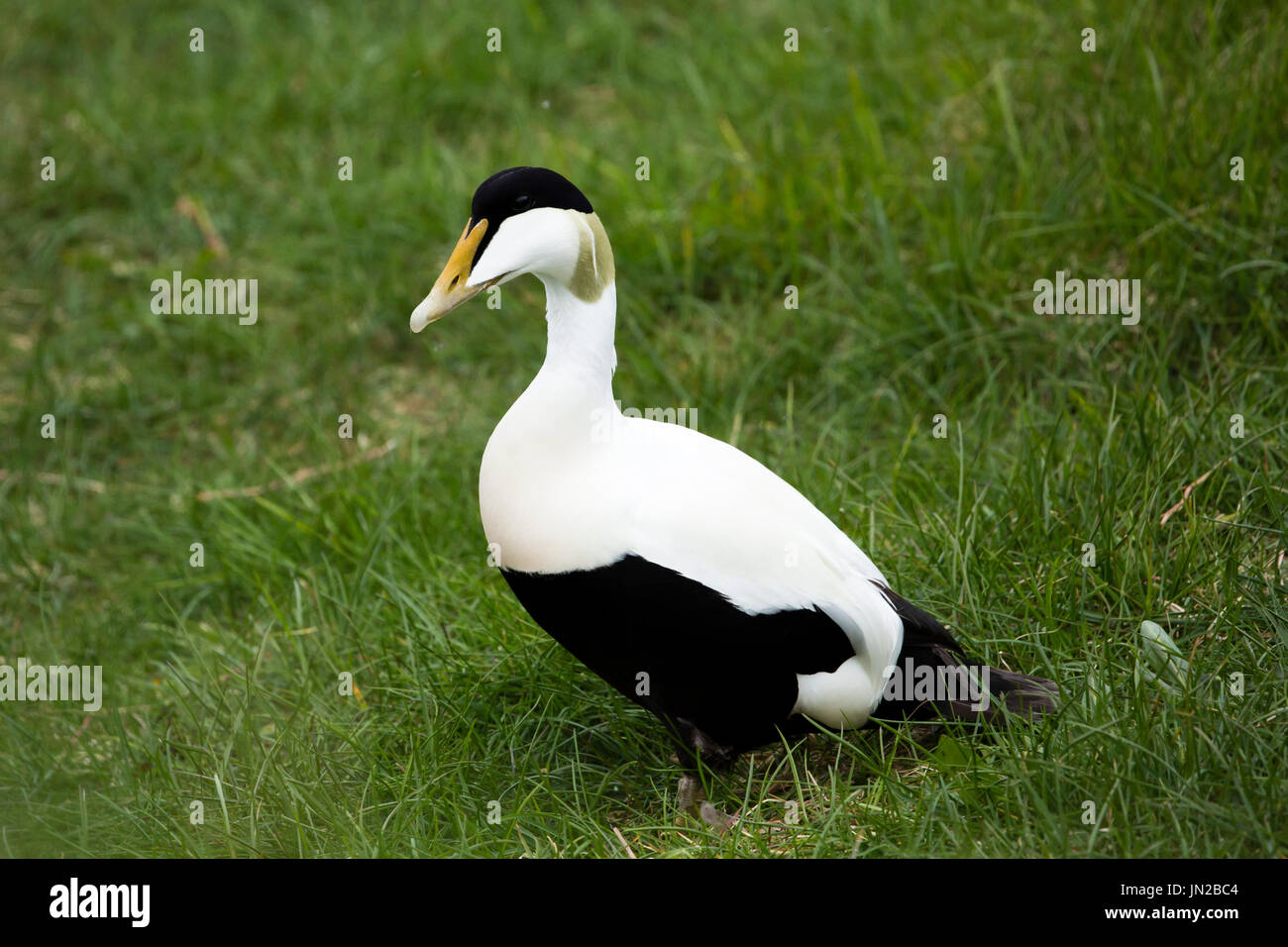 Gemeinsamen Eiderenten (Somateria Mollissima) - männlich - beobachten Besucher auf die Insel Vigur, ihre Verschachtelung Kolonie Stockfoto