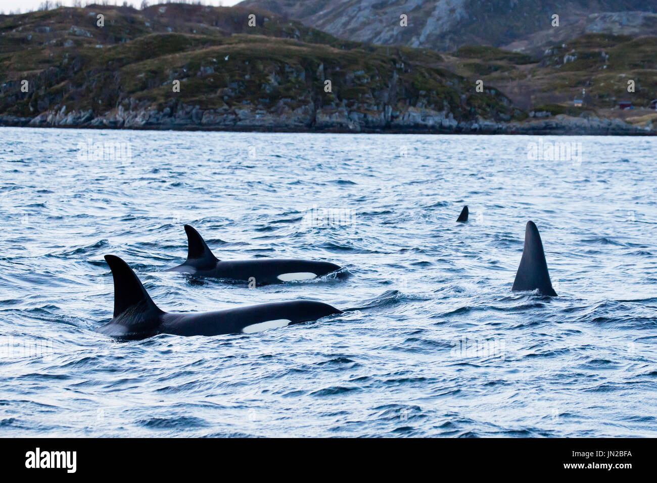 Orca oder Schwertwal (Orcinus Orca) in ihre Winter Futterplatz in Fjorden von Norwegen, neben Whale watching Boot auftauchen Stockfoto