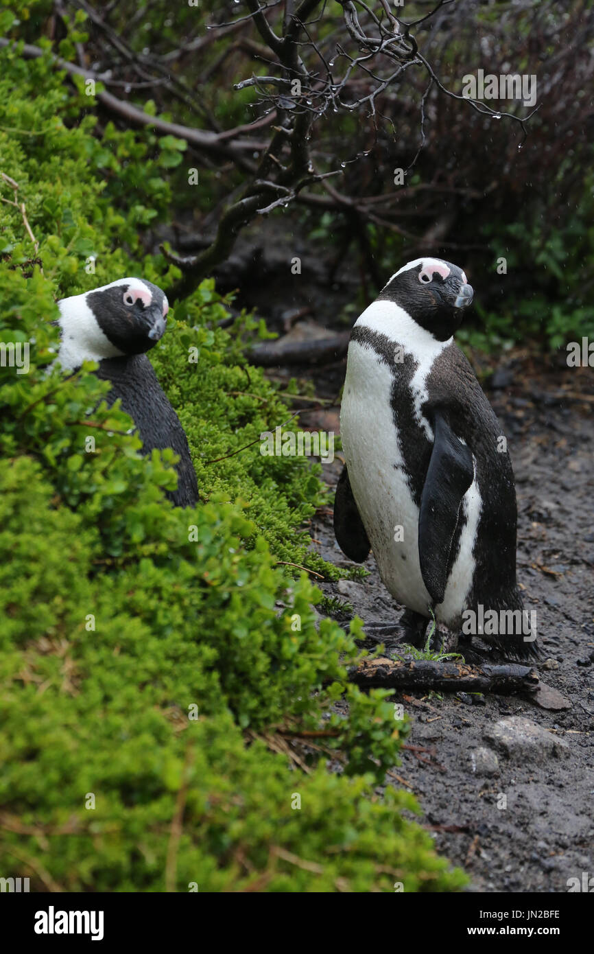 Afrikanischer Pinguin oder Jackasspinguin (Spheniscus demersus) in der Pinguinkolonie Stony Point, neugierig auf Besucher Stockfoto