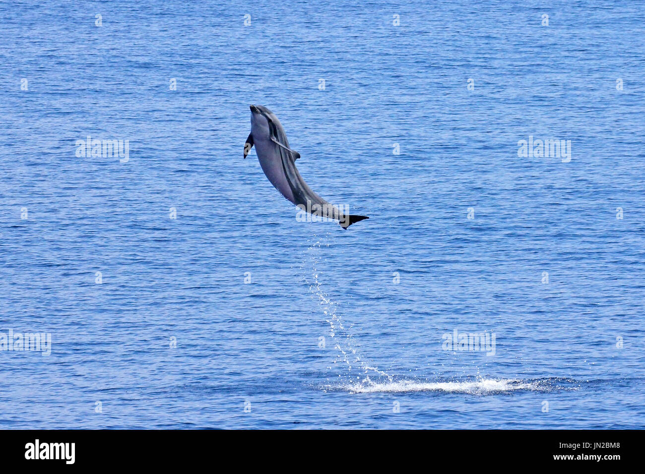 Gestreifte Delfin (Stenella Coeruleoalba) Verletzung im Indischen Ozean Stockfoto