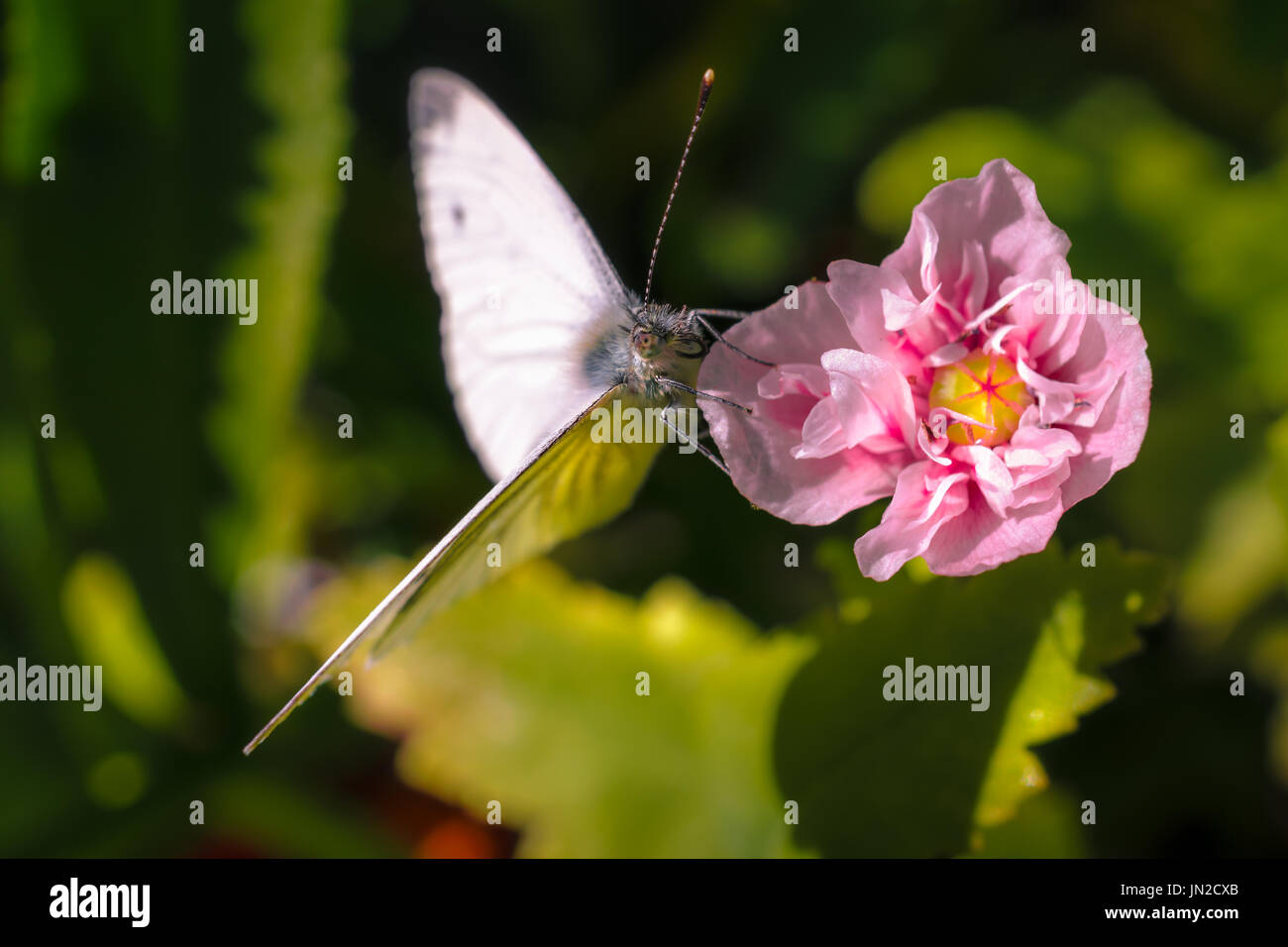 Weißer Schmetterling auf einer Blüte (rosa Mohn) Stockfoto