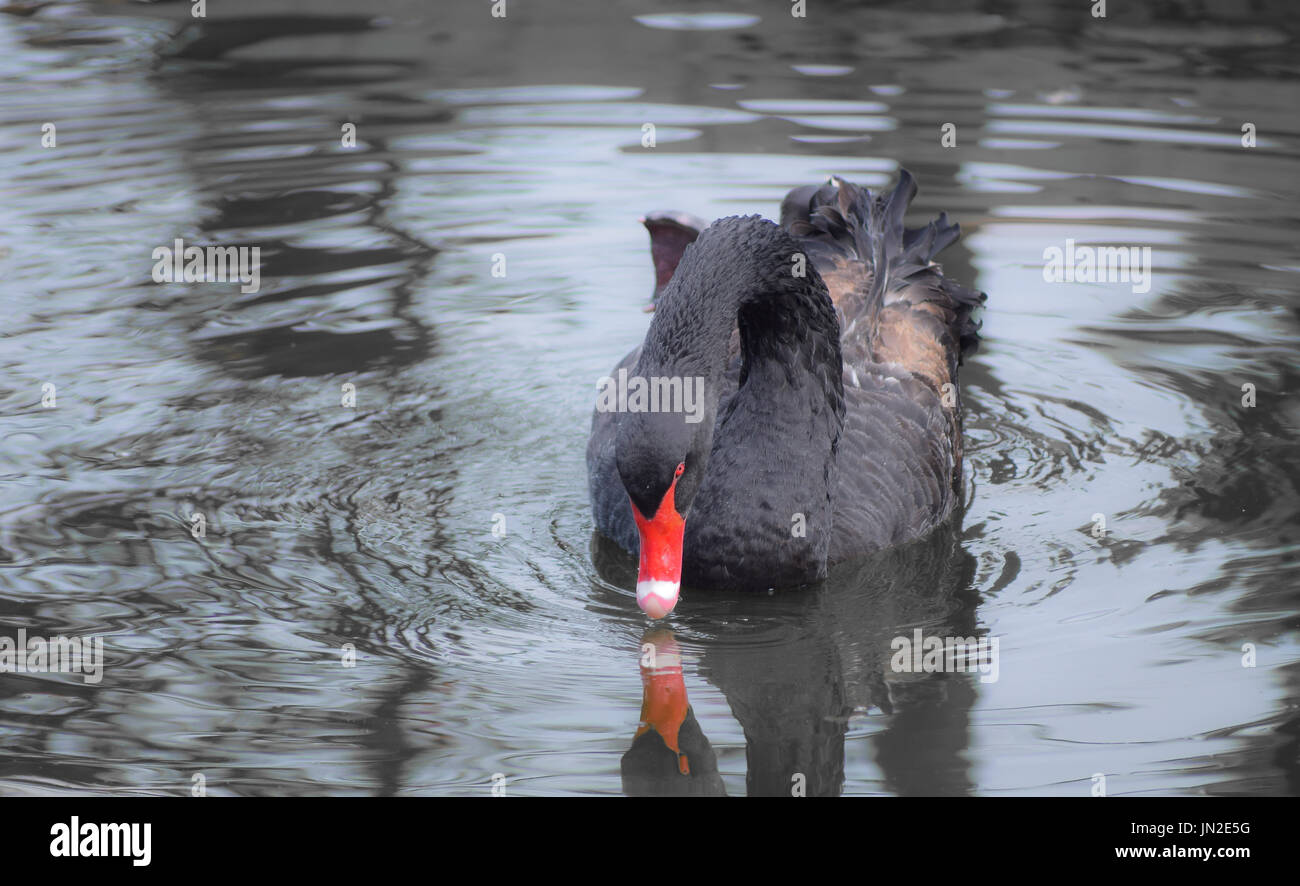 Swan spielen im See auf der Suche nach Nahrung Stockfoto