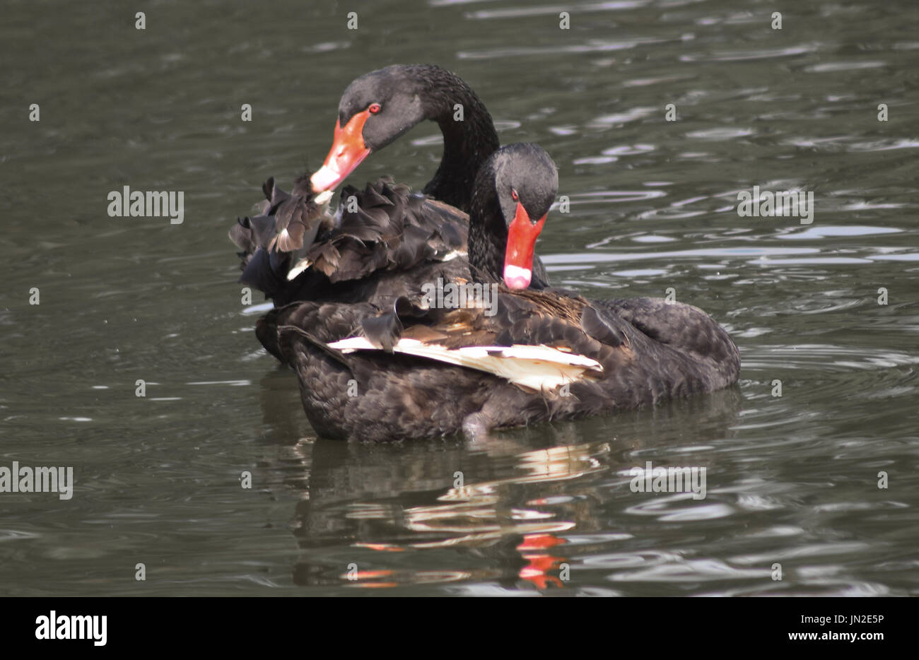 Swan spielen im See auf der Suche nach Nahrung Stockfoto