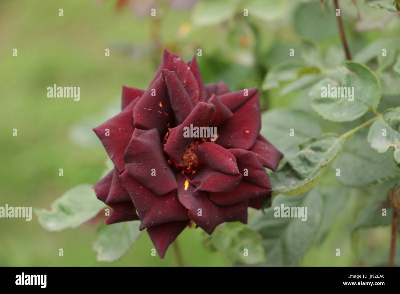 Simsalabim rose Teehybride in voller Blüte Stockfotografie - Alamy