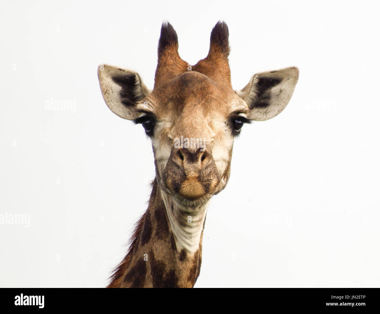 Porträt einer Giraffe Stockfoto