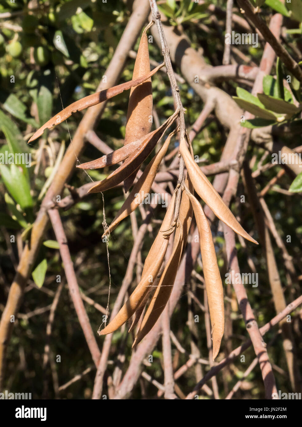 Olivenbume, die von der gefrchteten Bakterien namens Xylella Fastidiosa  infiziert gilt in Europa als Ebola des Olivenbaums, Jaen, Andalusien,  Spanien Stockfotografie - Alamy