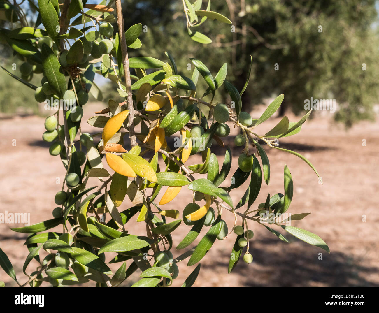 Olivenbume, die von der gefrchteten Bakterien namens Xylella Fastidiosa  infiziert gilt in Europa als Ebola des Olivenbaums, Jaen, Andalusien,  Spanien Stockfotografie - Alamy